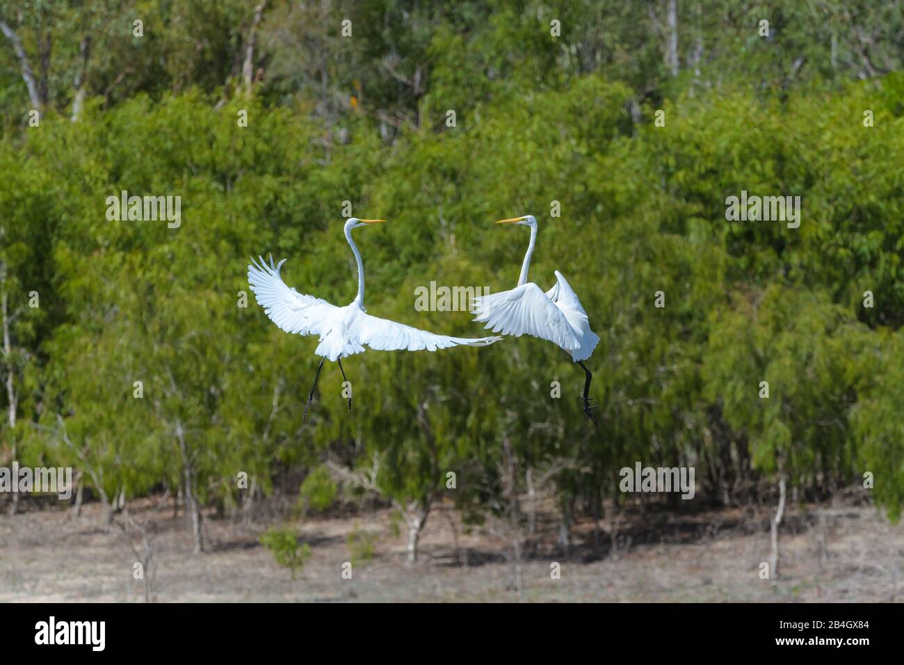 Due grandi garzette in un'esposizione gousting sopra il dominio ed alimentare il territorio su una laguna d'acqua dolce nel Queensland del Nord, Australia. Foto Stock