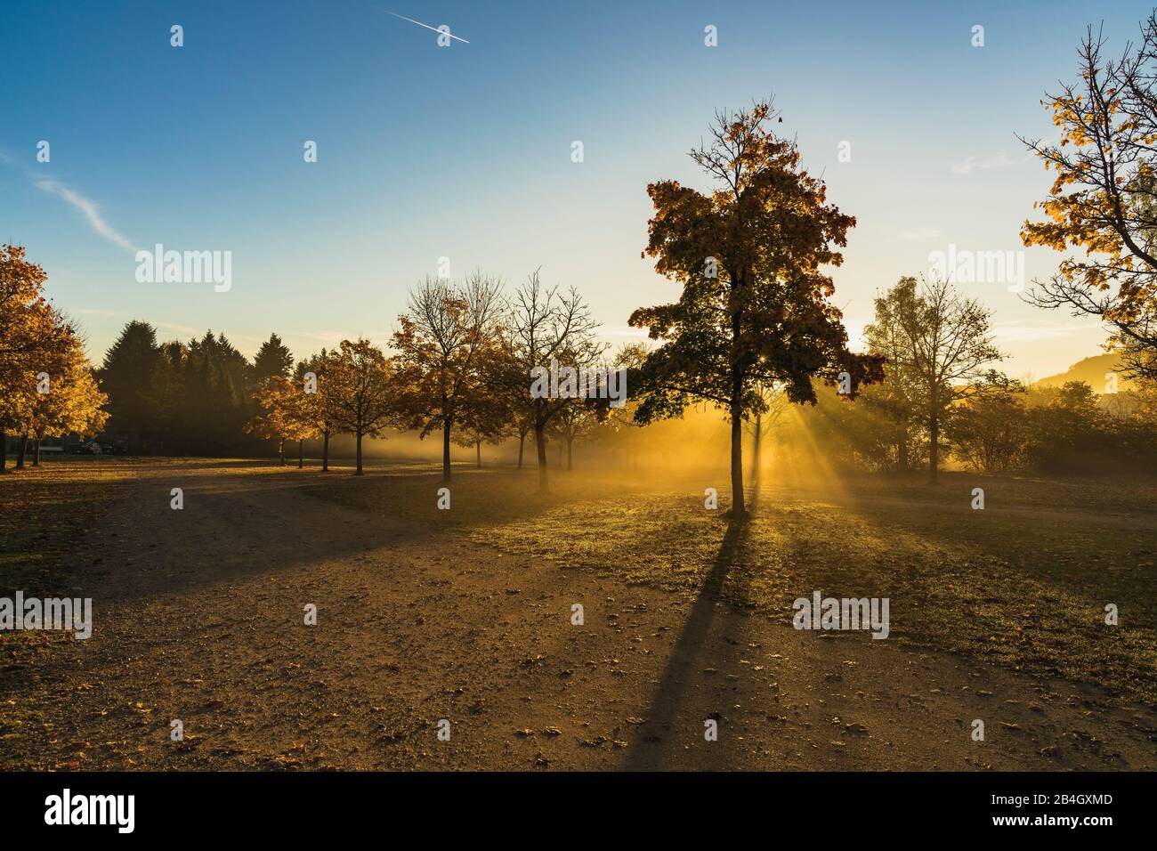 Luce autunnale, raggi solari dietro un albero, alba, nebbia Foto Stock