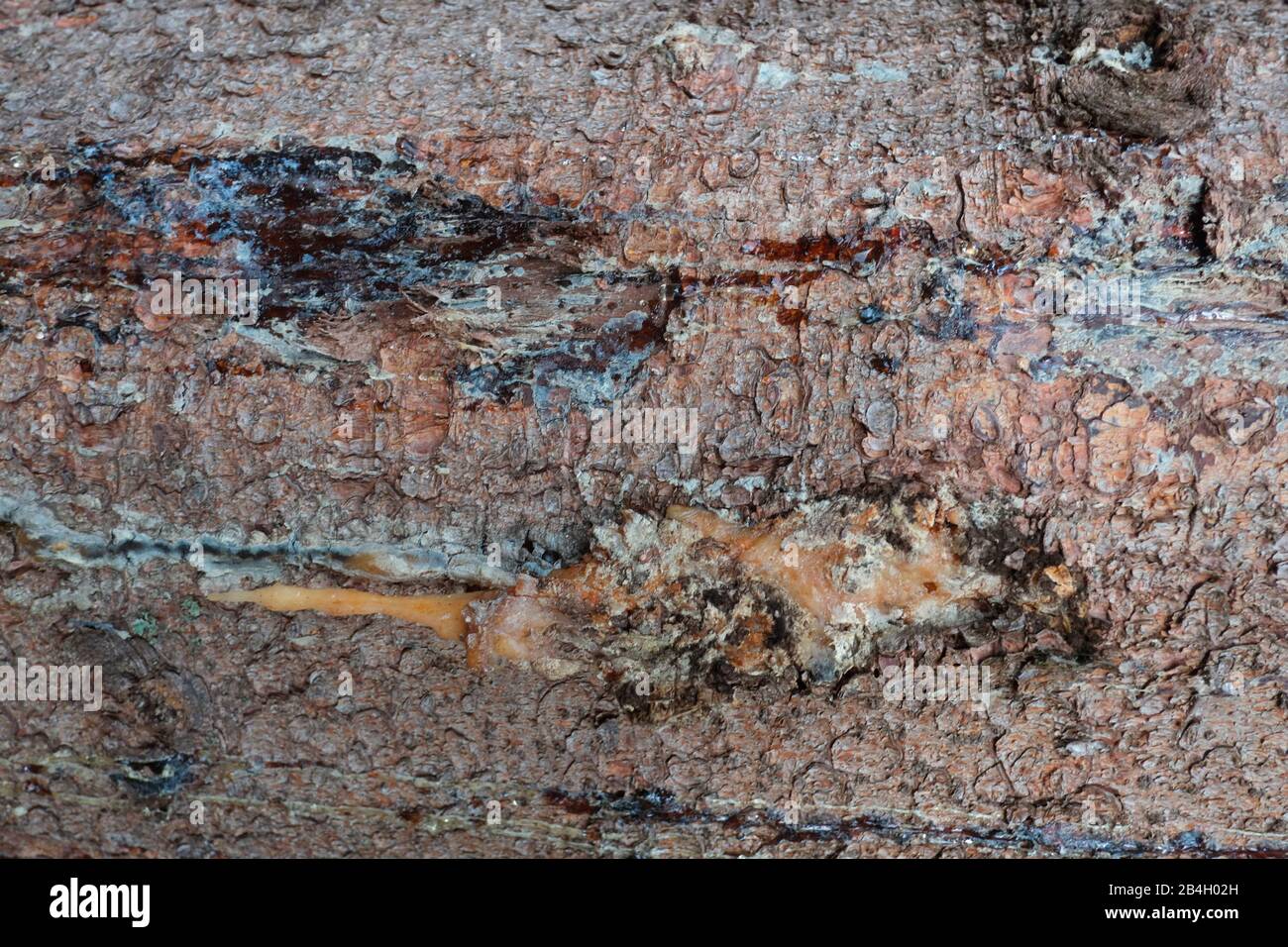 Abete rosso danneggiato da eccessiva logging. La quantità di legno di abete rosso danneggiato dalla corteccia coleotteri è aumentato costantemente negli ultimi anni, da 2 milioni di c Foto Stock