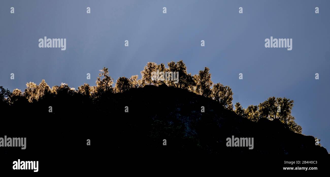 Fila di alberi sulla montagna, Flåm, Gudvangen, cielo blu, Undreddal, Sogn og Fjordane, Norvegia, Scandinavia, Europa Foto Stock