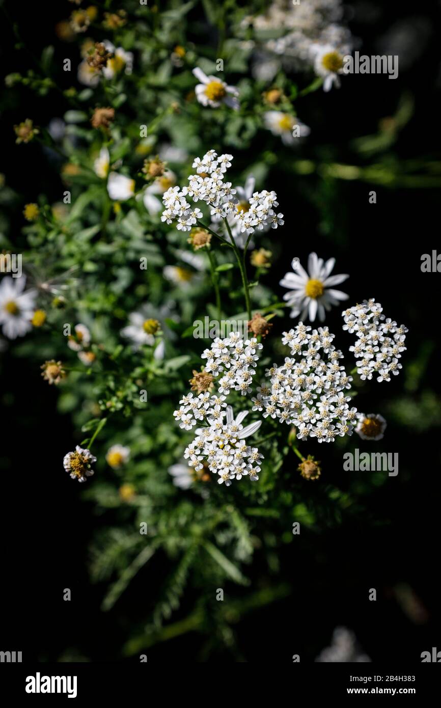 Closeup di fiori perenni nel giardino Foto Stock