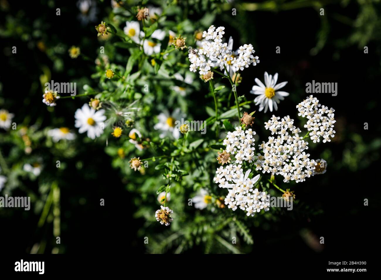 Closeup di fiori perenni nel giardino Foto Stock