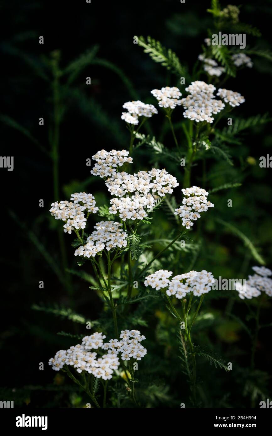 Millefoglio Foto Stock