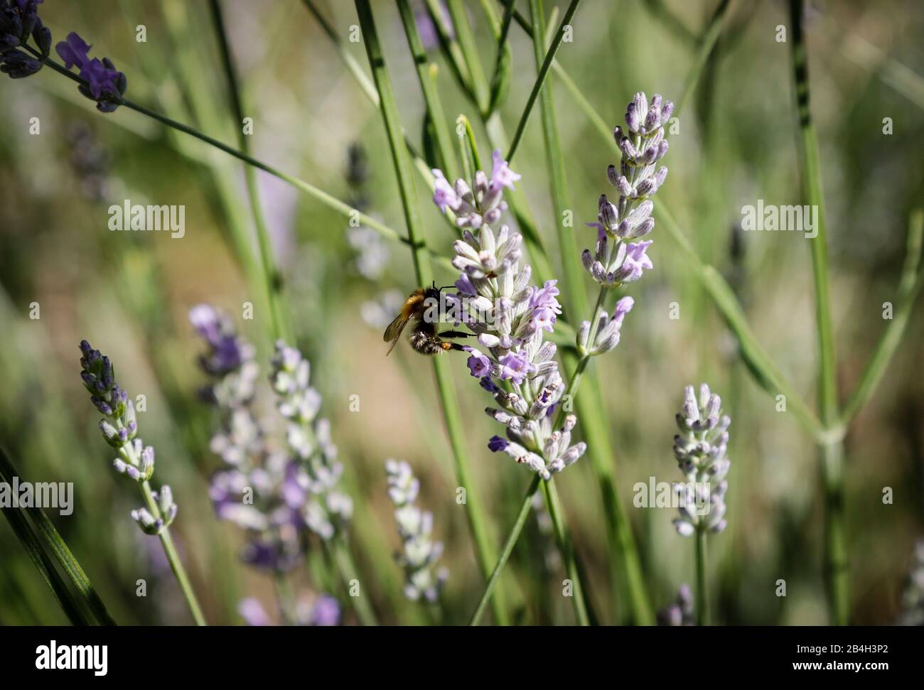 Bumblebee sulla lavanda Foto Stock