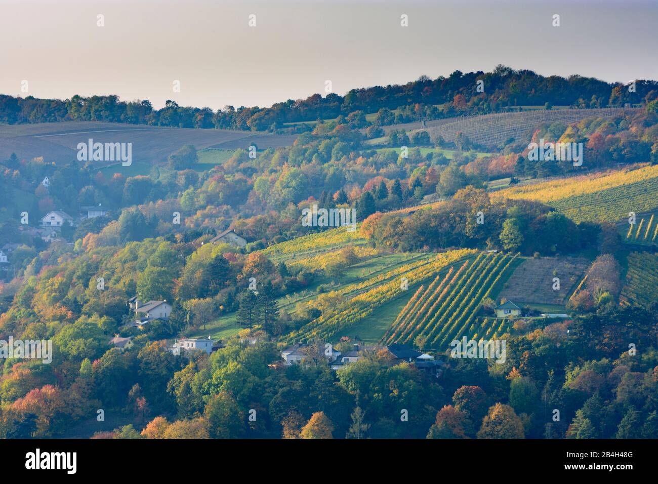 Klosterneuburg, vigneti a Weidling in Austria, Bassa Austria, Wienerwald Foto Stock