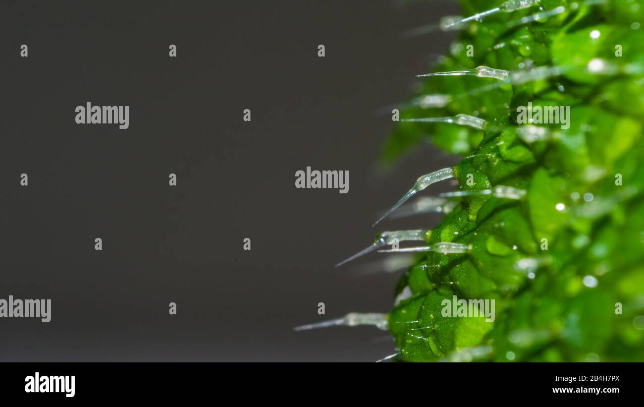 Macro estrema primo piano di una foglia di ortica pungente (urtica dioica) che mostra gli aghi, spazio negativo a sinistra per testo o pubblicità Foto Stock