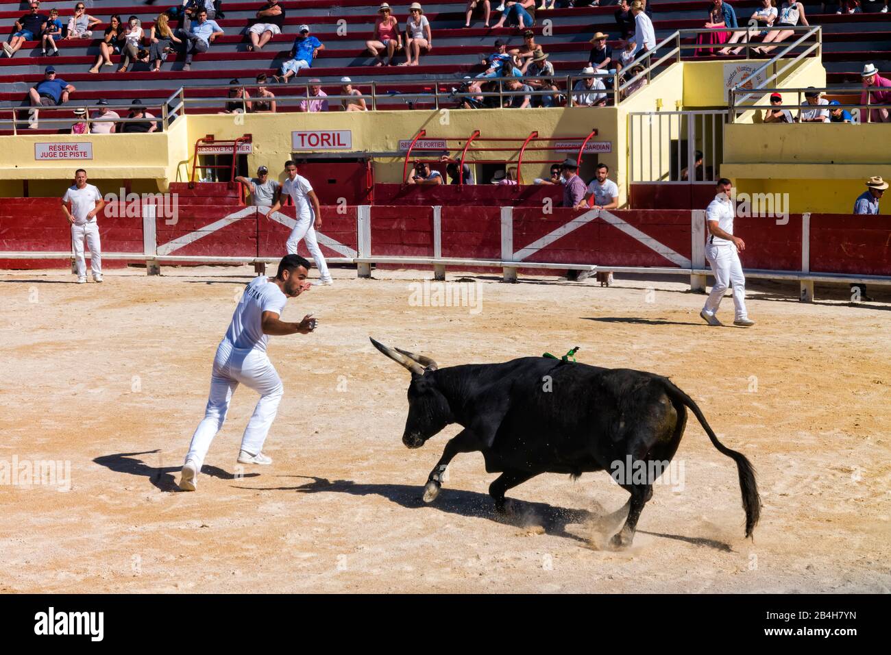 Corso Camarguaise a Saintes-Maries-de-la-Mer, Provenza Foto Stock