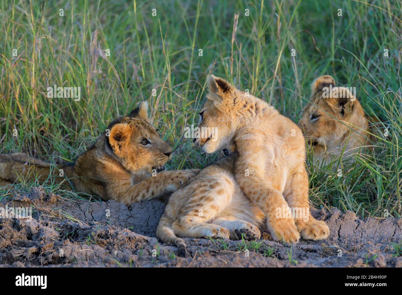 Leone africano, Panthera Leo, tre lupetti, il Masai Mara riserva nazionale, Kenya, Africa Foto Stock