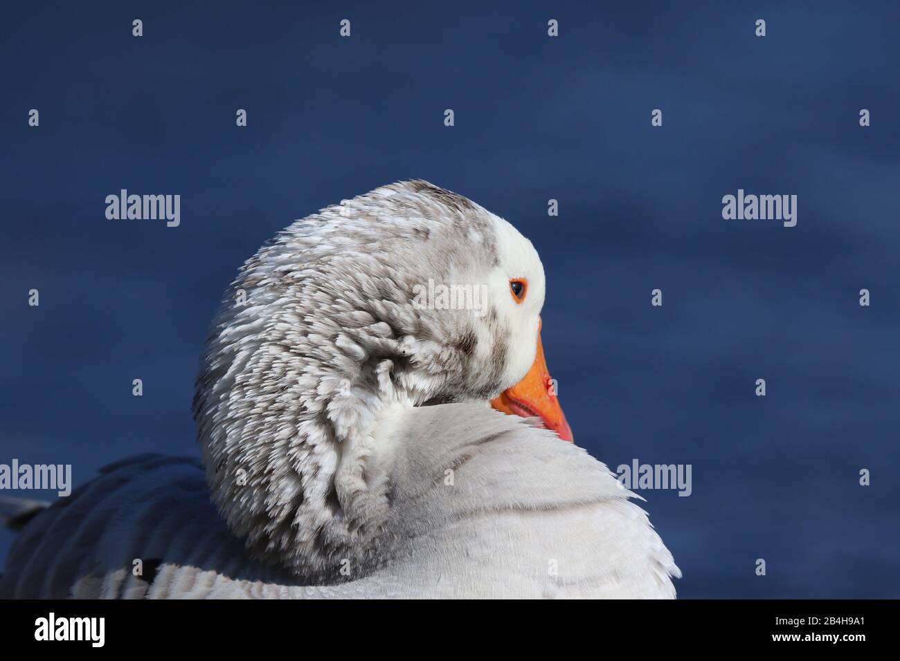 Un primo piano di una bianca oca domestica riposante Foto Stock