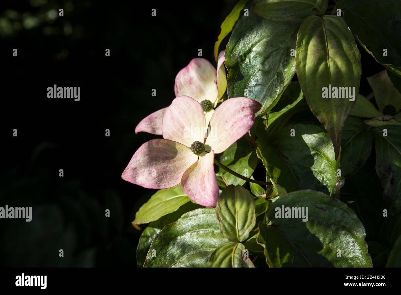 dogwood giapponese fiori Foto Stock