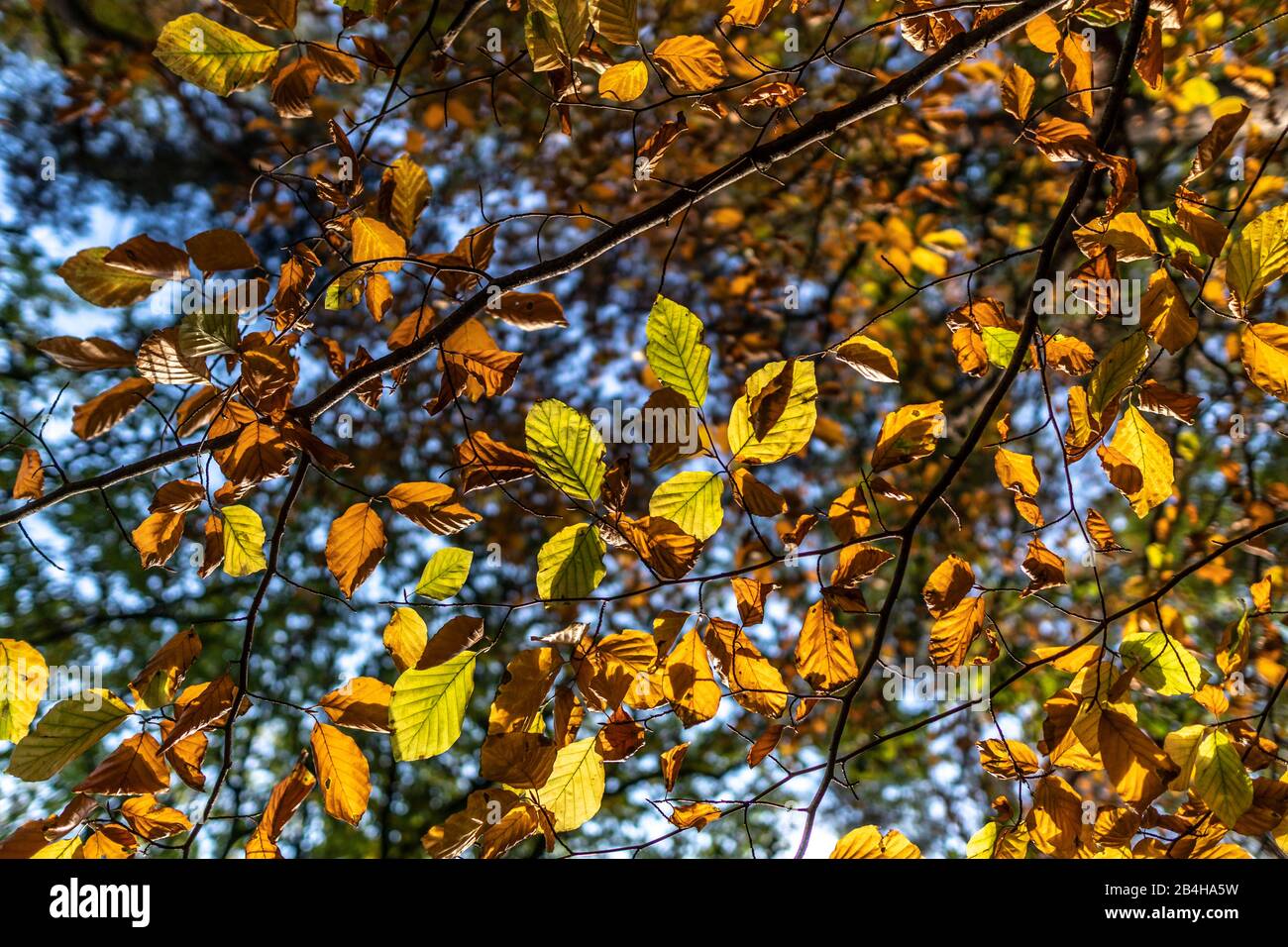 Herbstblätter in Baviera Foto Stock