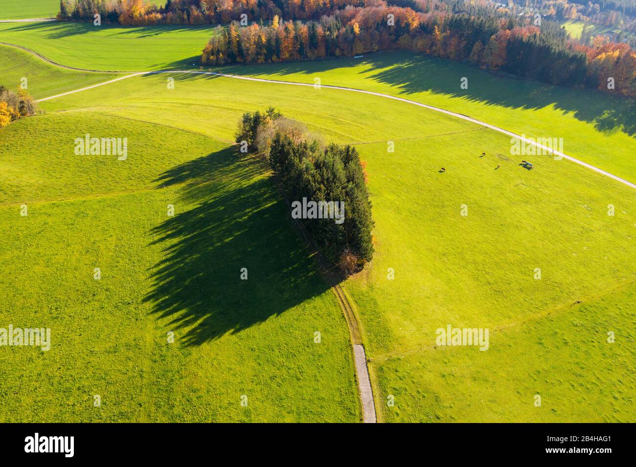 Gruppo di alberi sui pascoli vicino Peretshofen, Tölzer Land, registrazione dei droni, colline alpine, alta Baviera, Baviera, Germania Foto Stock