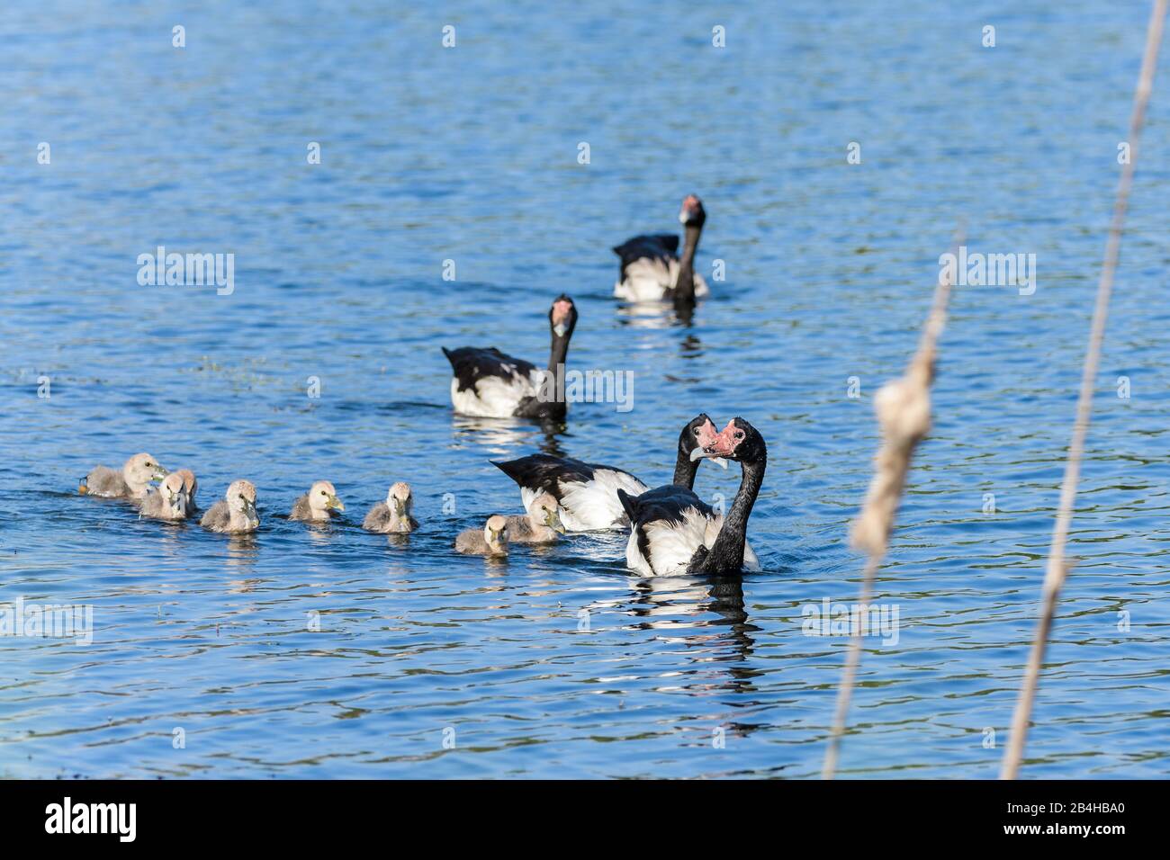 Le imbragature di scorta delle oche femminili adulte si trovano in un'apertura d'acqua in una riserva di zone umide vicino a Townsville nel Queensland del Nord, Australia. Foto Stock