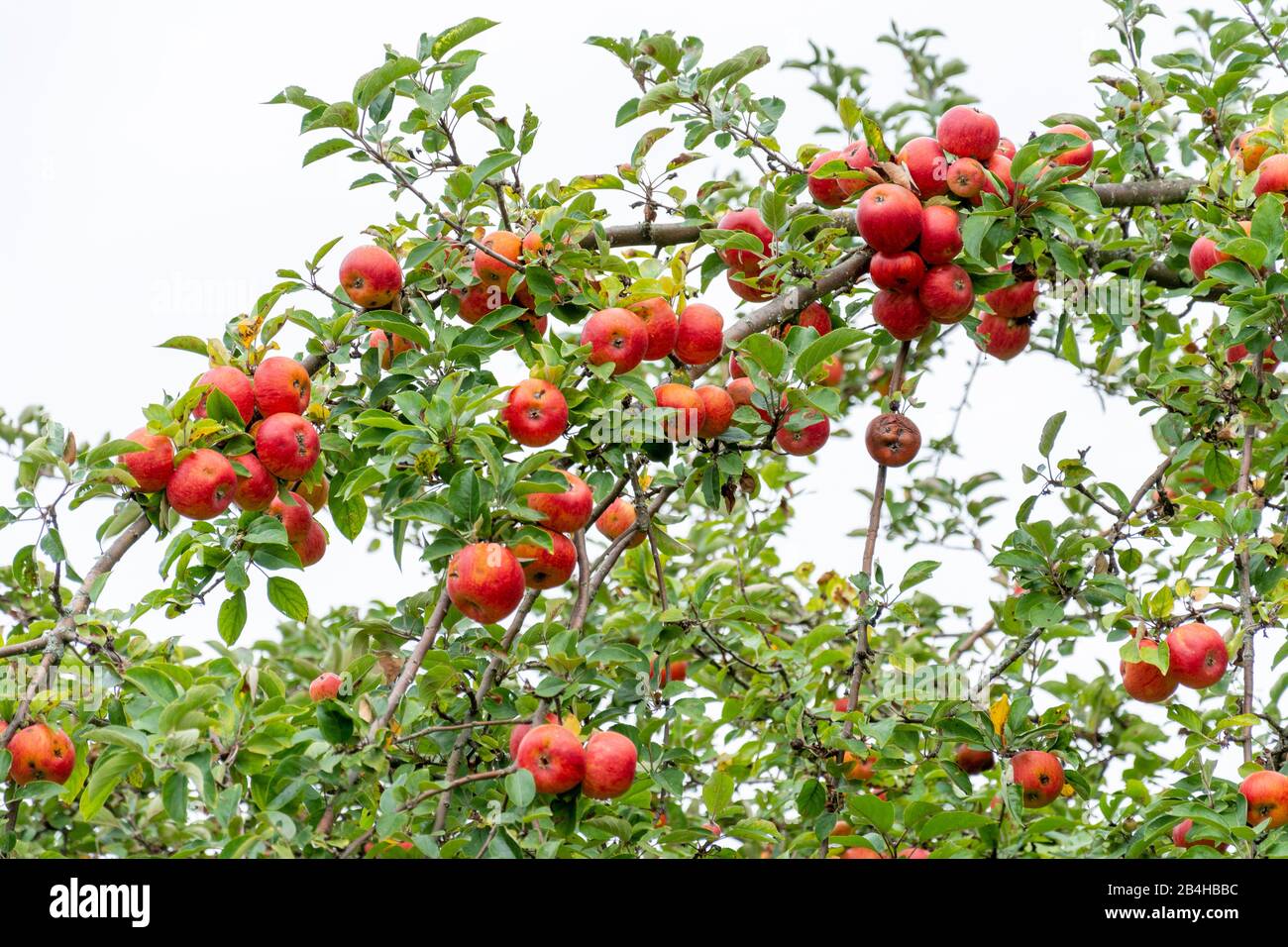 Francia, Alsazia, Wissembourg, giardino idilliaco con mela. Foto Stock