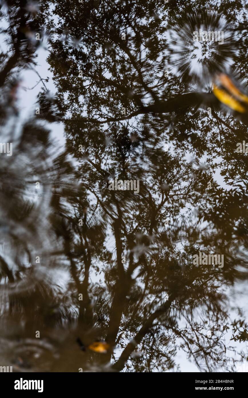 Tettoia dell'albero riflessa nella piscina d'acqua sul sentiero Foto Stock