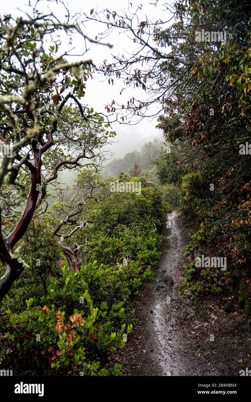 Sentiero escursionistico che attraversa Manzanita sul lato della montagna nebbia. Foto Stock