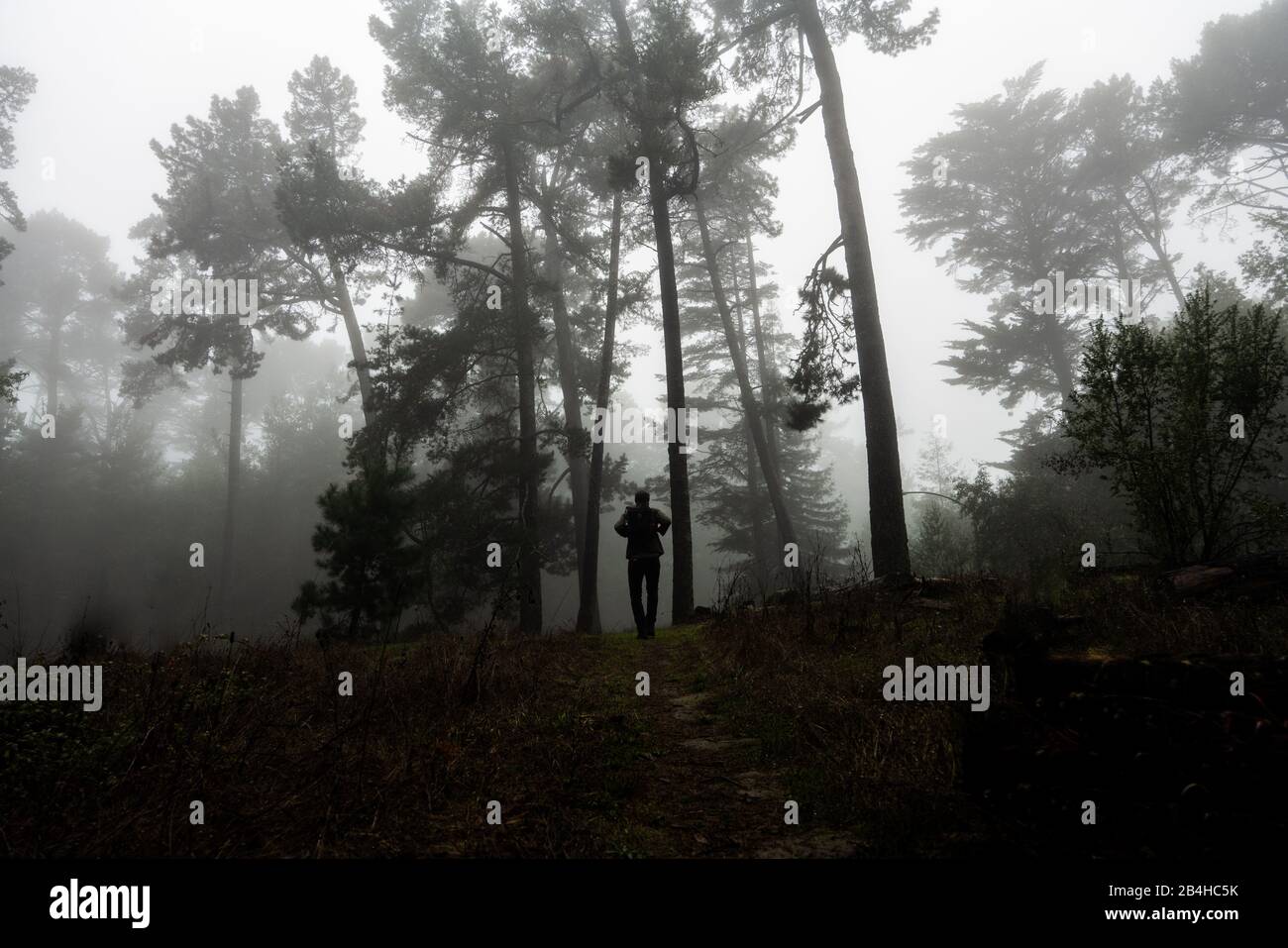 Silhouette di figura tra foresta di alberi sul sentiero nebbioso California Foto Stock