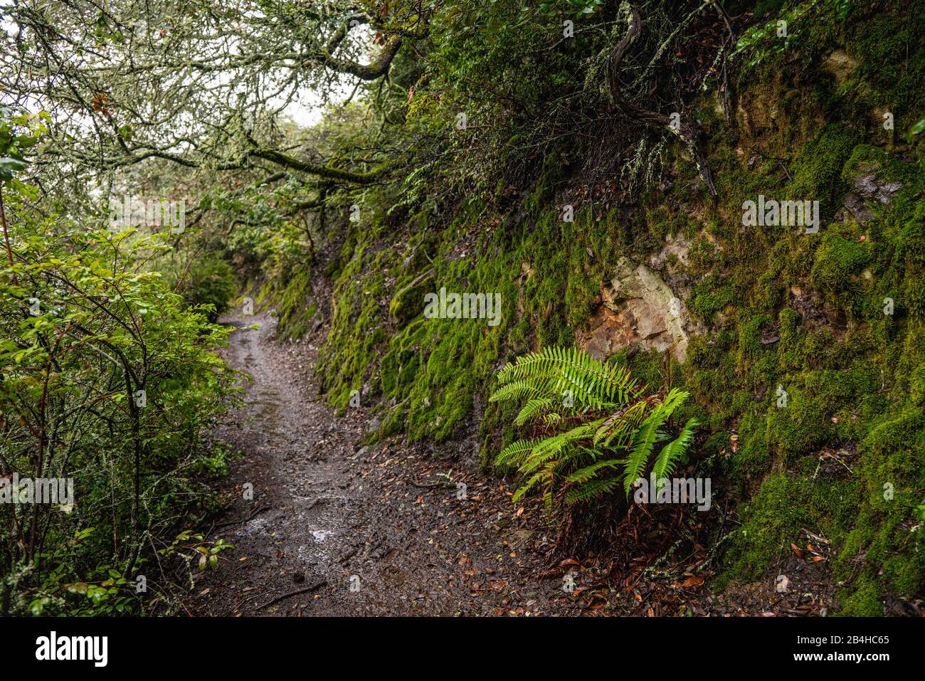 Sentiero escursionistico tra muschio coperto collina e arbusti sotto gli alberi Foto Stock