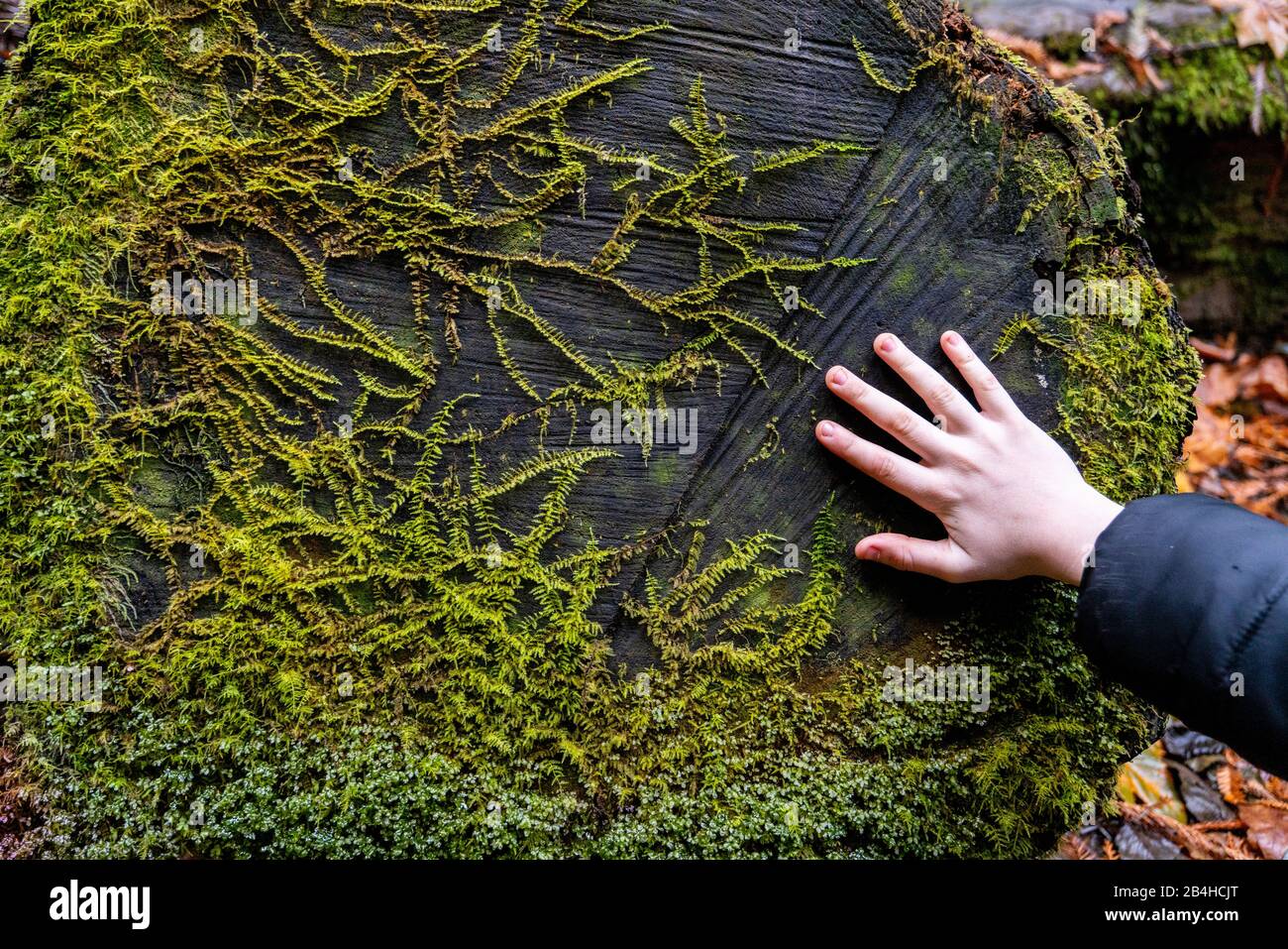 Mano del giovane che tocca il tronco dell'albero con la vita della pianta che cresce su esso Foto Stock