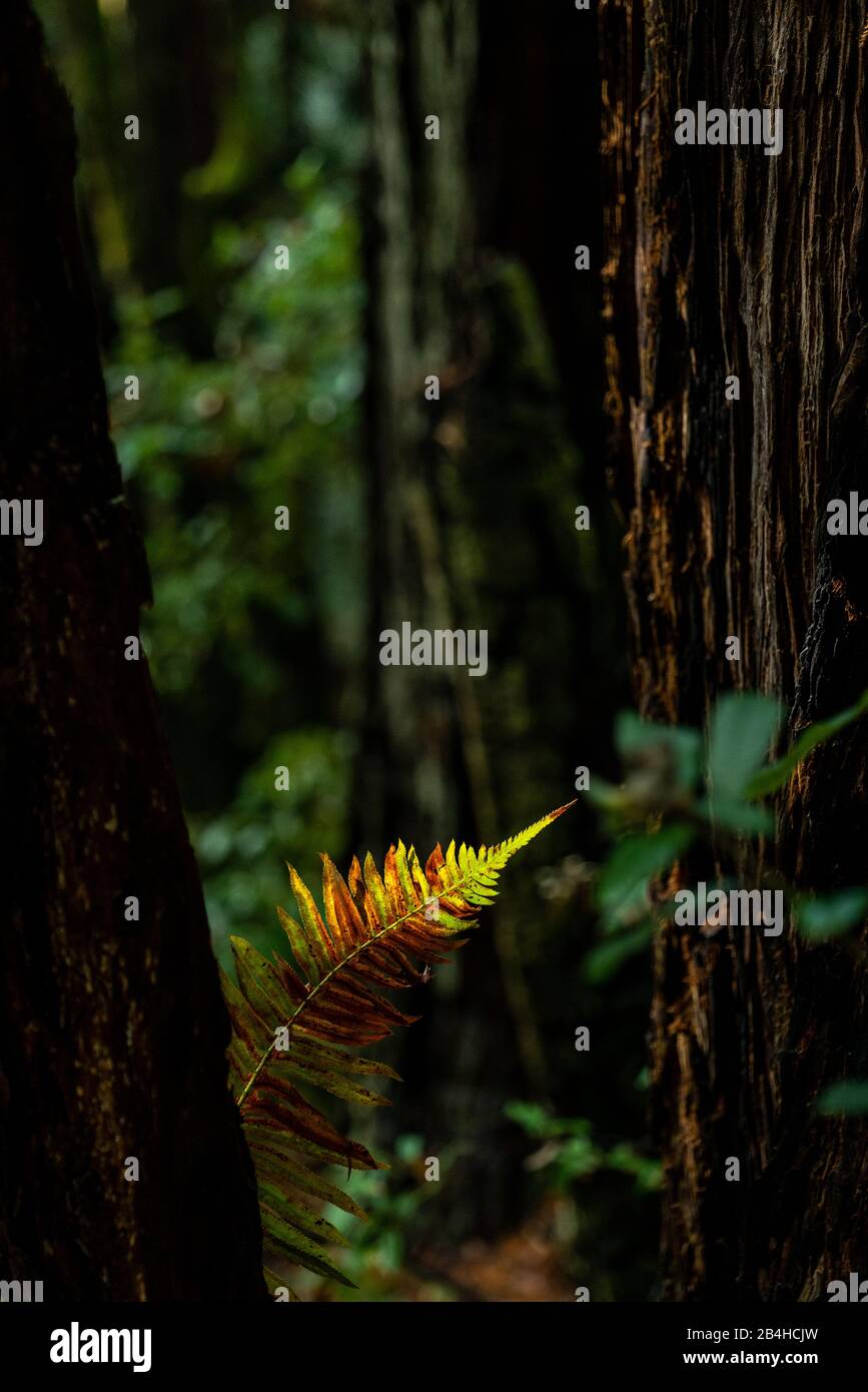 Single Fern fronted ccosa chiaro vicino al pavimento della foresta di sequoie scure Foto Stock