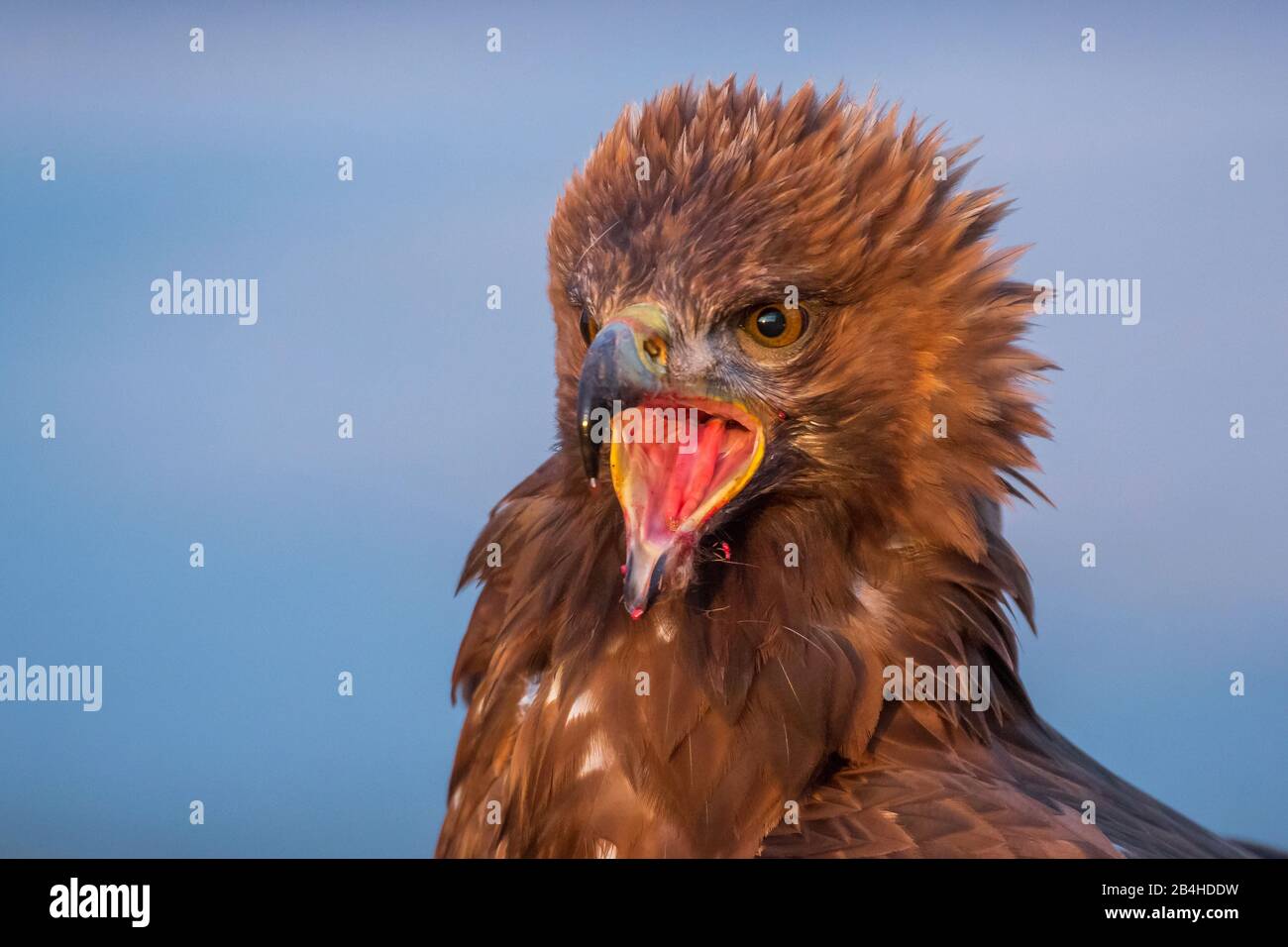 Aquila d'oro (crisaetos Aquila), gridando, minacciando e mettendo le piume, ritratto, Germania Foto Stock
