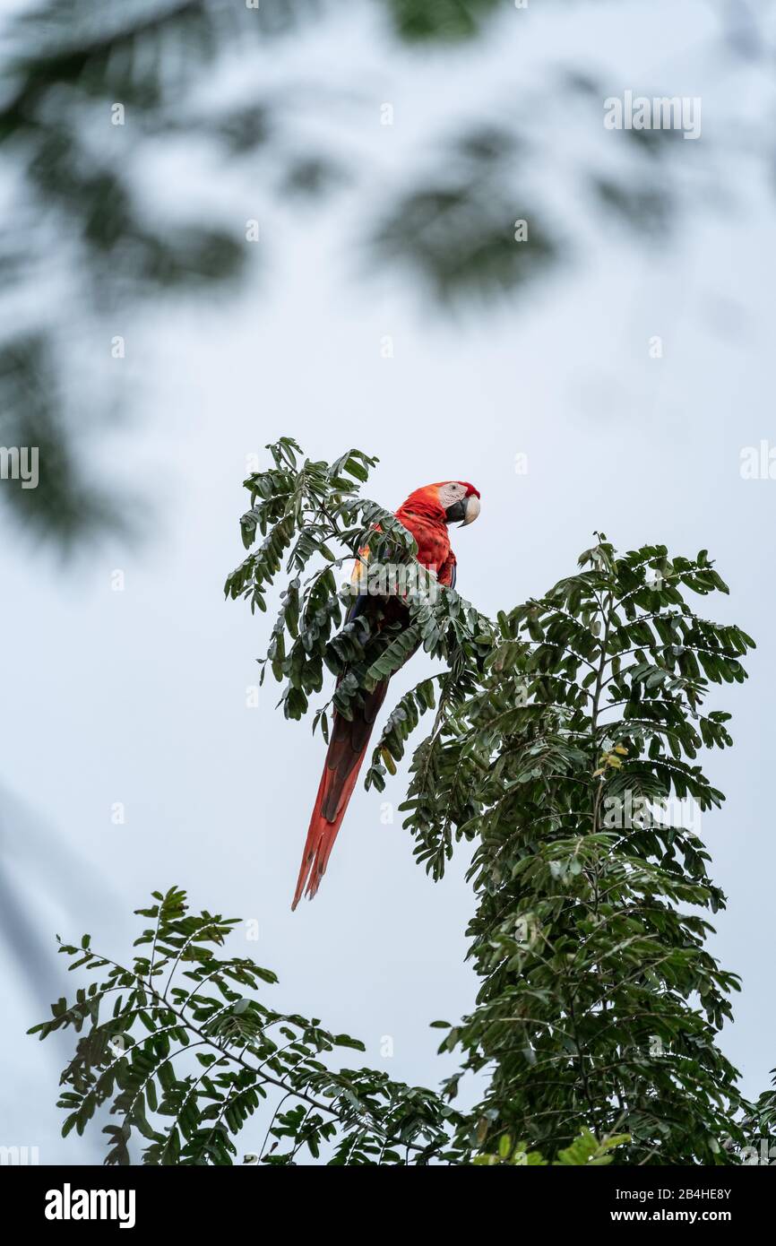 Macaw scarlatto selvatico seduto sul ramo di albero in Costa Rica Foto Stock