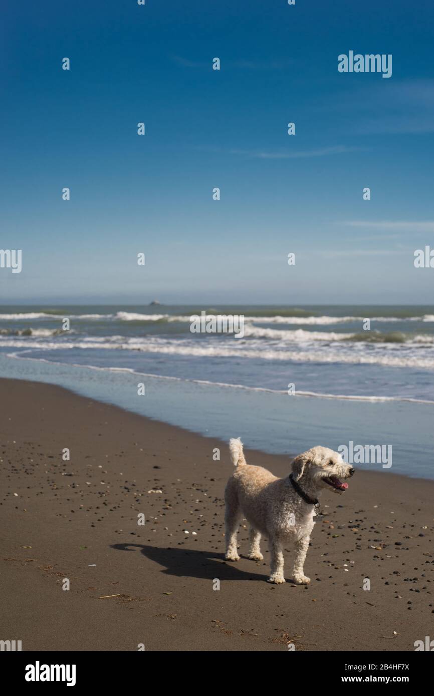 Cane che guarda il tramonto sulla spiaggia in una giornata di sole Foto Stock