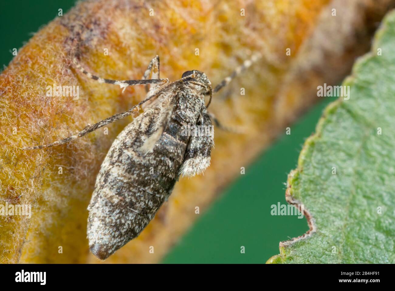 Winter Moth, piccolo Winter Moth (Operophtera brumata, Cheimatobia brumata), femmina seduta su una foglia caduta, vista dall'alto, Germania, Baviera, Niederbayern, bassa Baviera Foto Stock