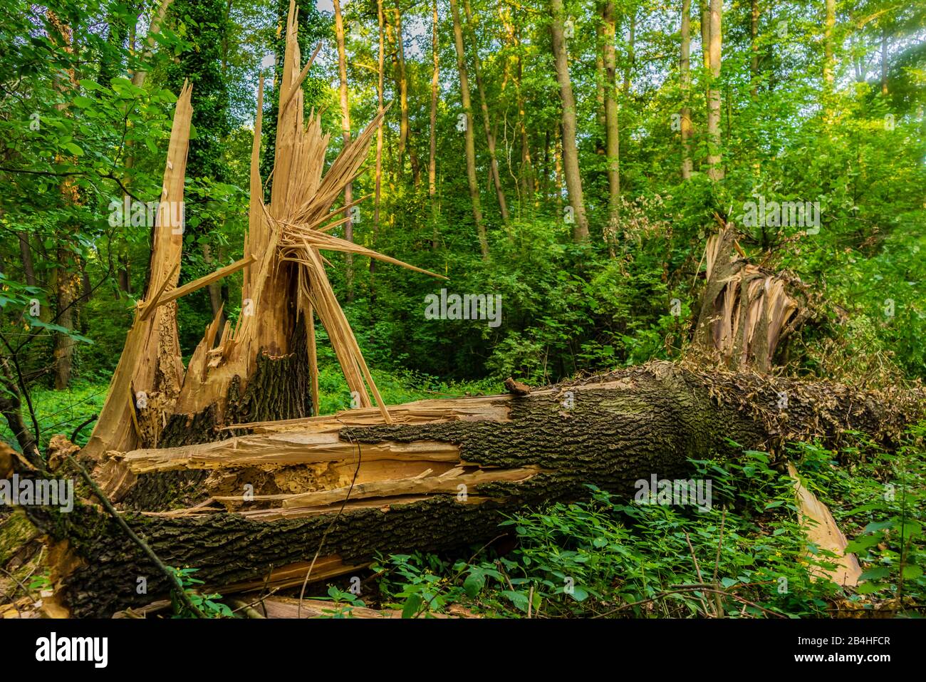 un grande albero di quercia durante una tempesta si è capovolto nella foresta Foto Stock