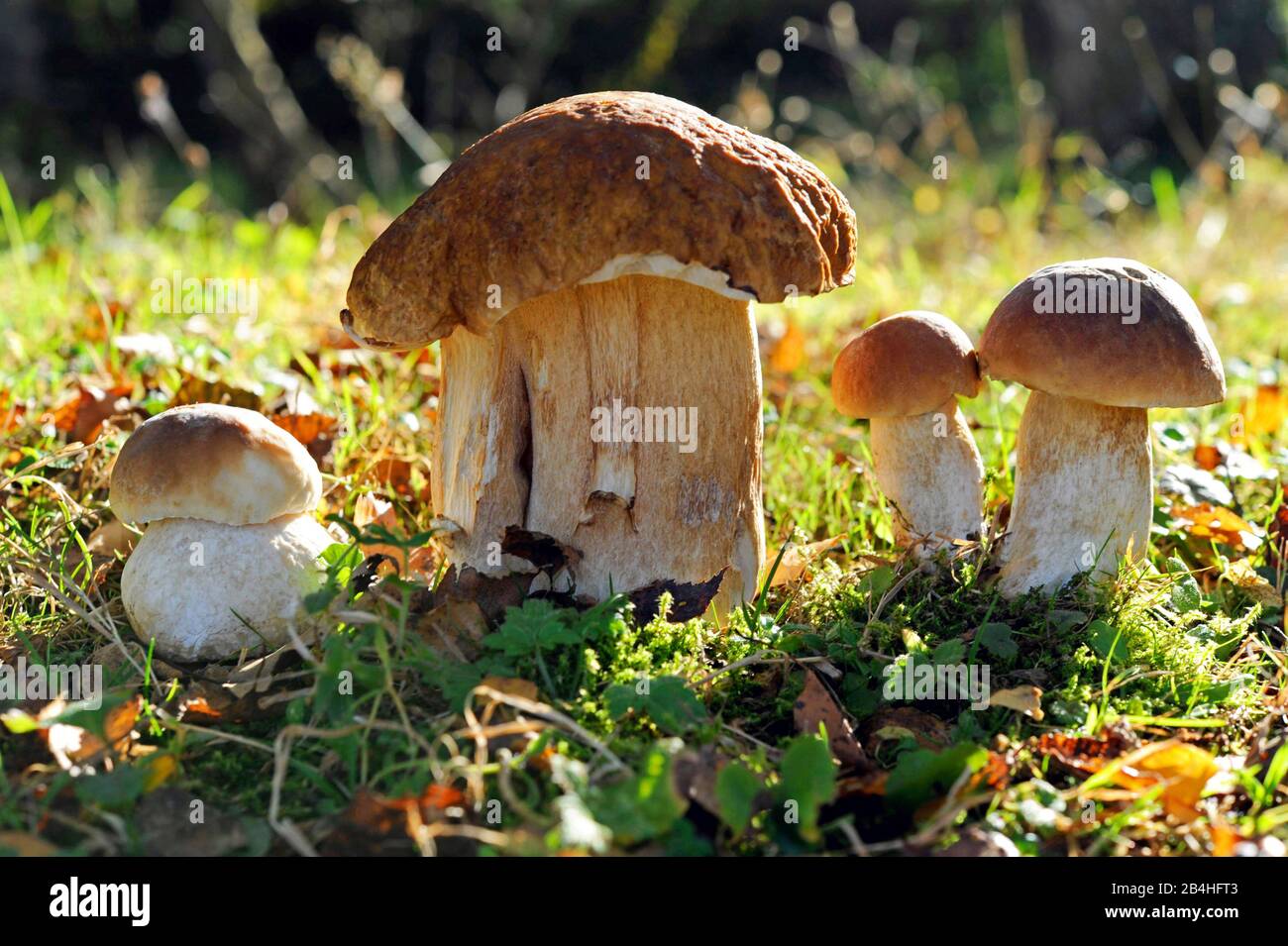 Un gruppo di veri porcini o funghi, Boletus edulis, cresce da luglio a ottobre a Nadelwaeldereldern individualmente o in gruppi prevalentemente sotto pino e abete rosso Foto Stock