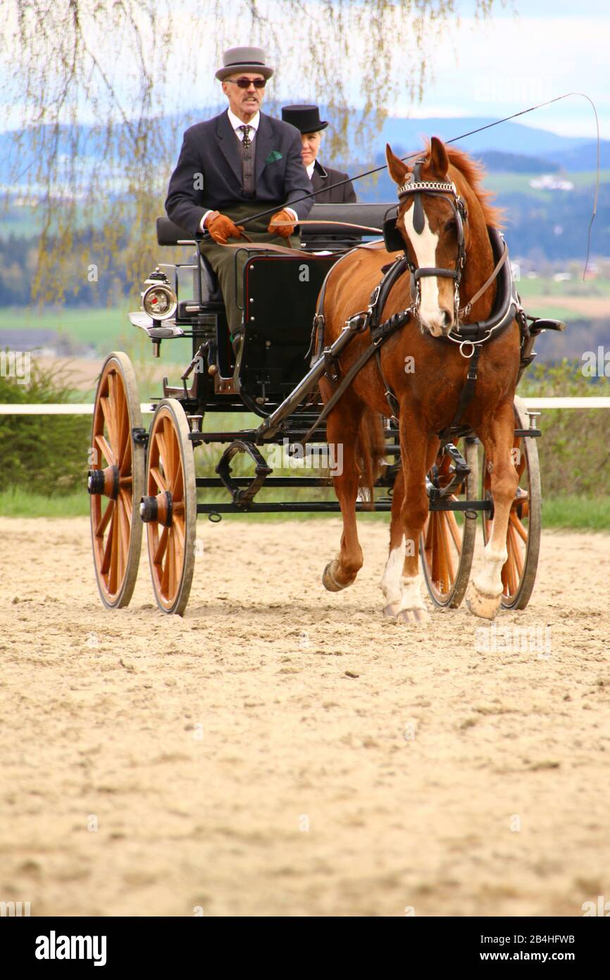 Pferdekutschen Foto Stock