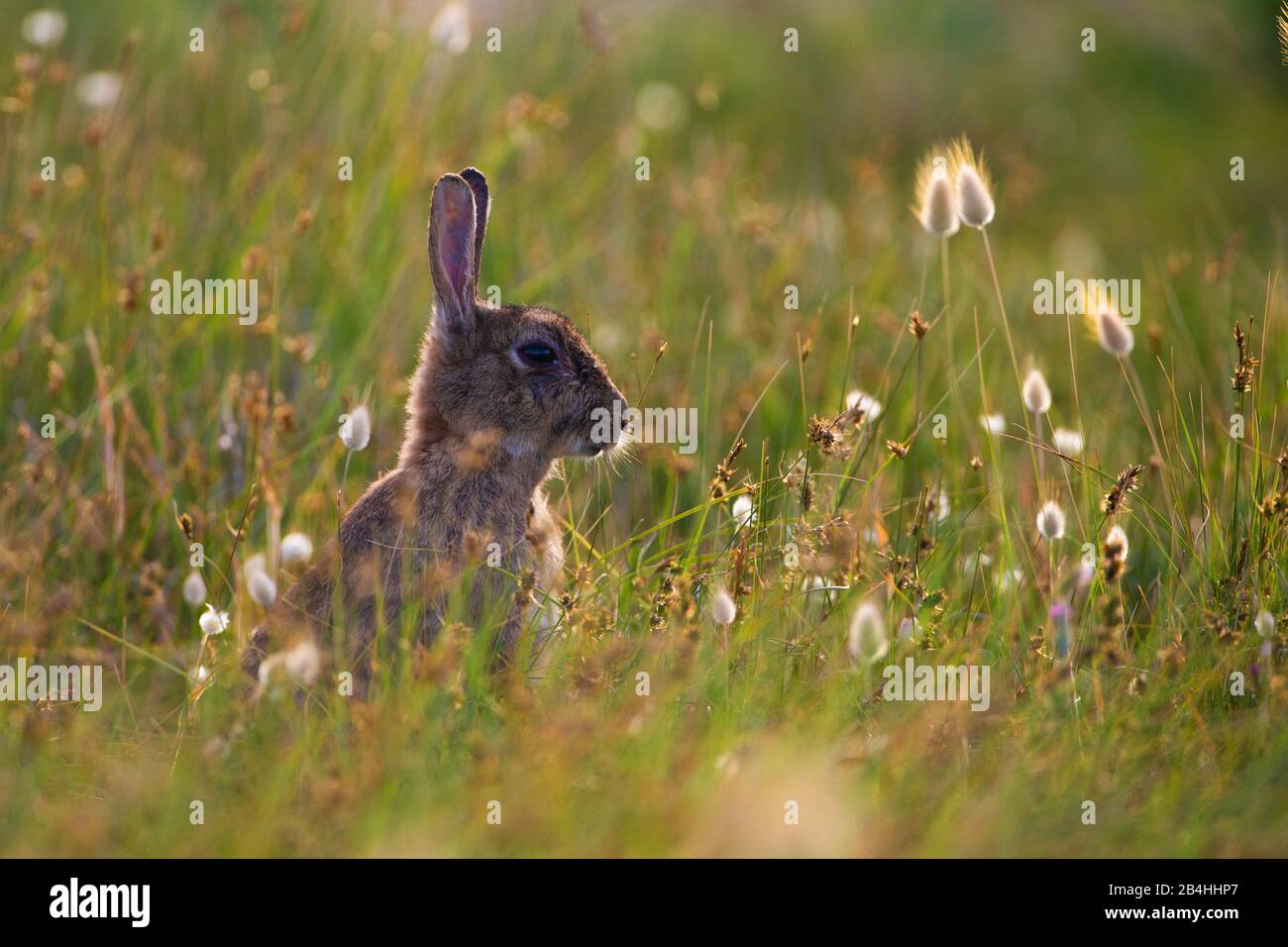 Coniglio europeo (Oryctolagus cuniculus), seduto su erba coda di lepre, ritratto a mezza lego, Francia, Bretagna Foto Stock