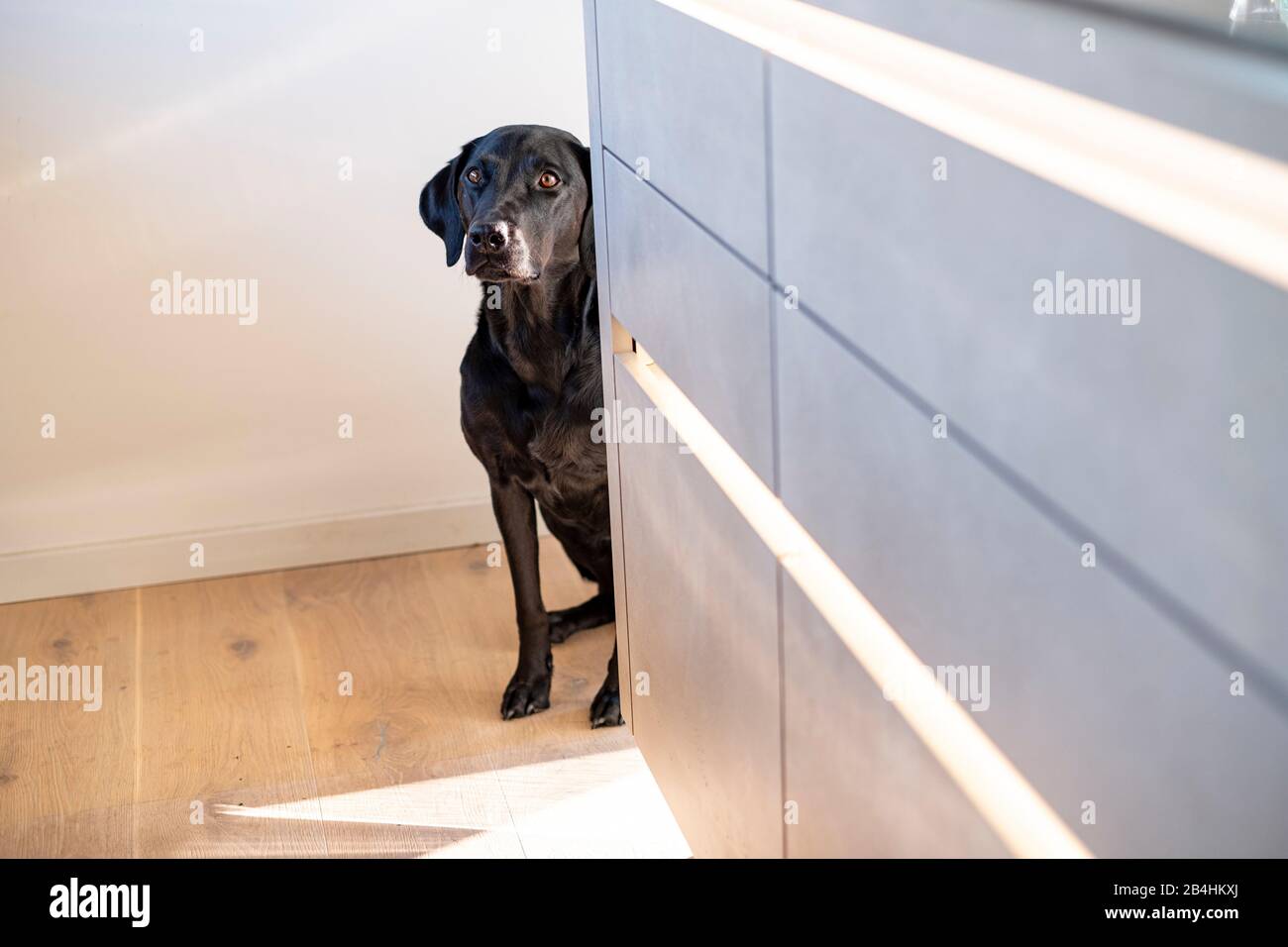 Il Black Labrador si trova in un ambiente moderno Foto Stock