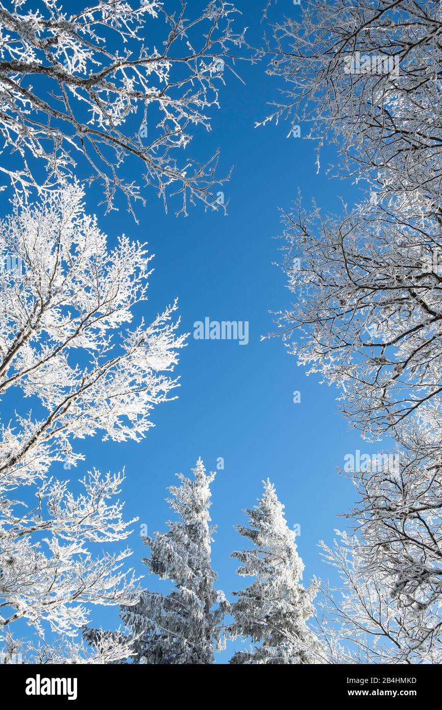 Alberi e rami nevosi nella foresta di wintry contro il cielo blu in Vosges, Francia Foto Stock