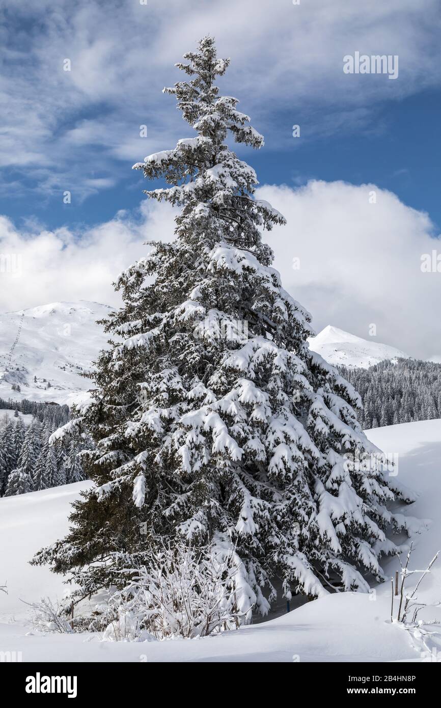 abete nel paesaggio invernale Foto Stock