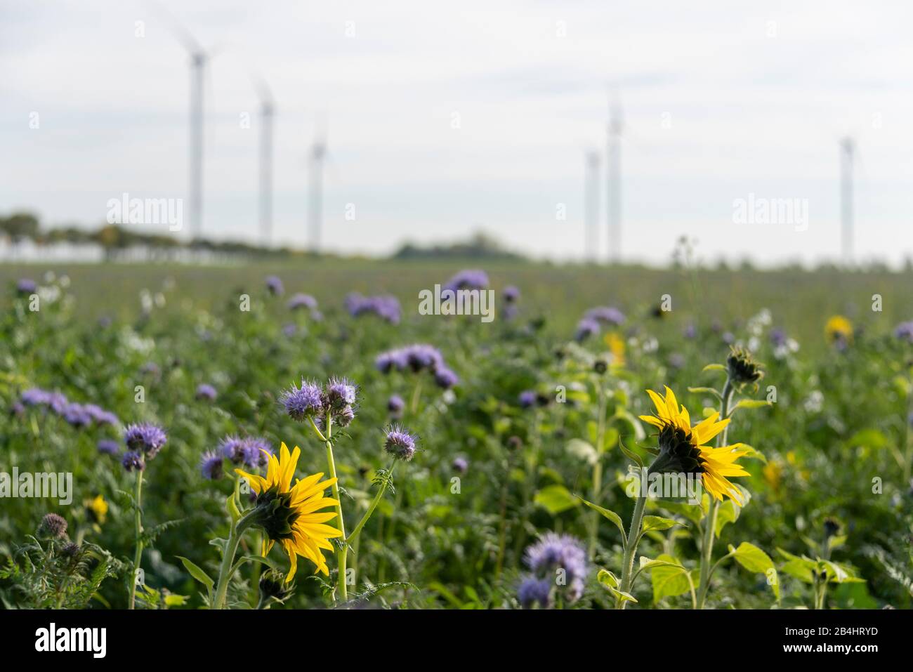 Strisce di fiori per insetti, con girasoli, nei pressi di Borna in Sassonia. Foto Stock