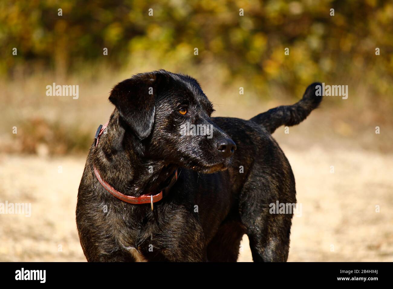 Cane nero bagnato primo piano. La foto è stata scattata in una giornata di sole. Foto Stock