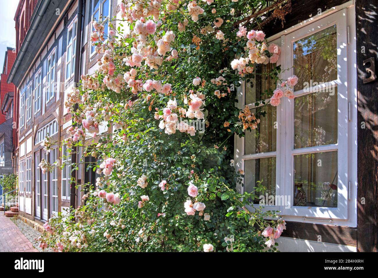 Rosa fiore a graticcio casa nella Keßlerstrasse a Fachwerkviertel, Hildesheim, Bassa Sassonia, Germania Foto Stock