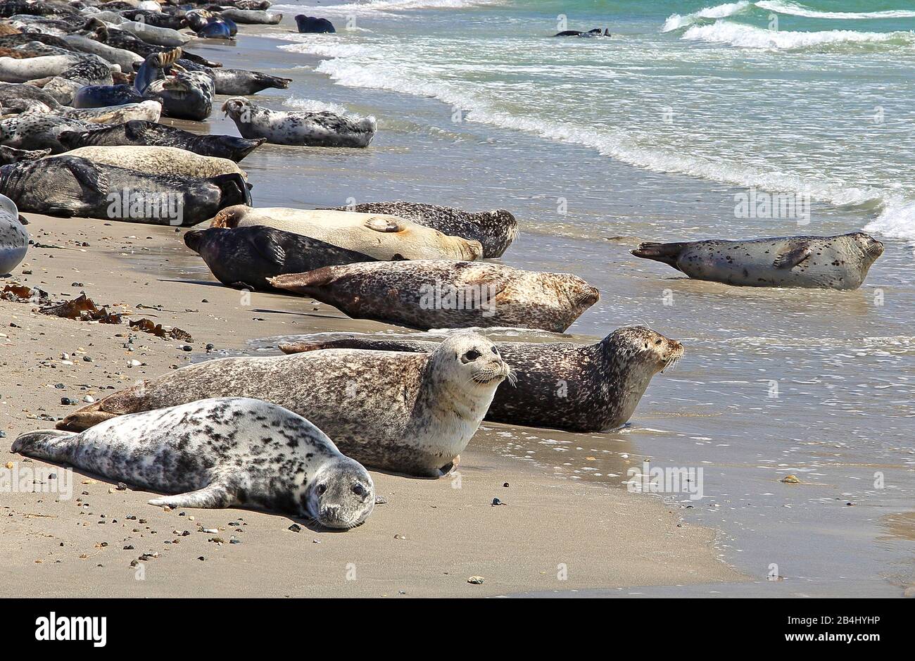 Foche e foche grigie sulla spiaggia meridionale di Badedüne, Helgoland, Helgoland Bay, German Bay, North Sea Island, North Sea, Schleswig-Holstein, Germania Foto Stock