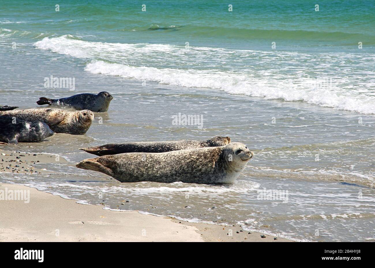 Foche e foche grigie sulla spiaggia meridionale di Badedüne, Helgoland, Helgoland Bay, German Bay, North Sea Island, North Sea, Schleswig-Holstein, Germania Foto Stock