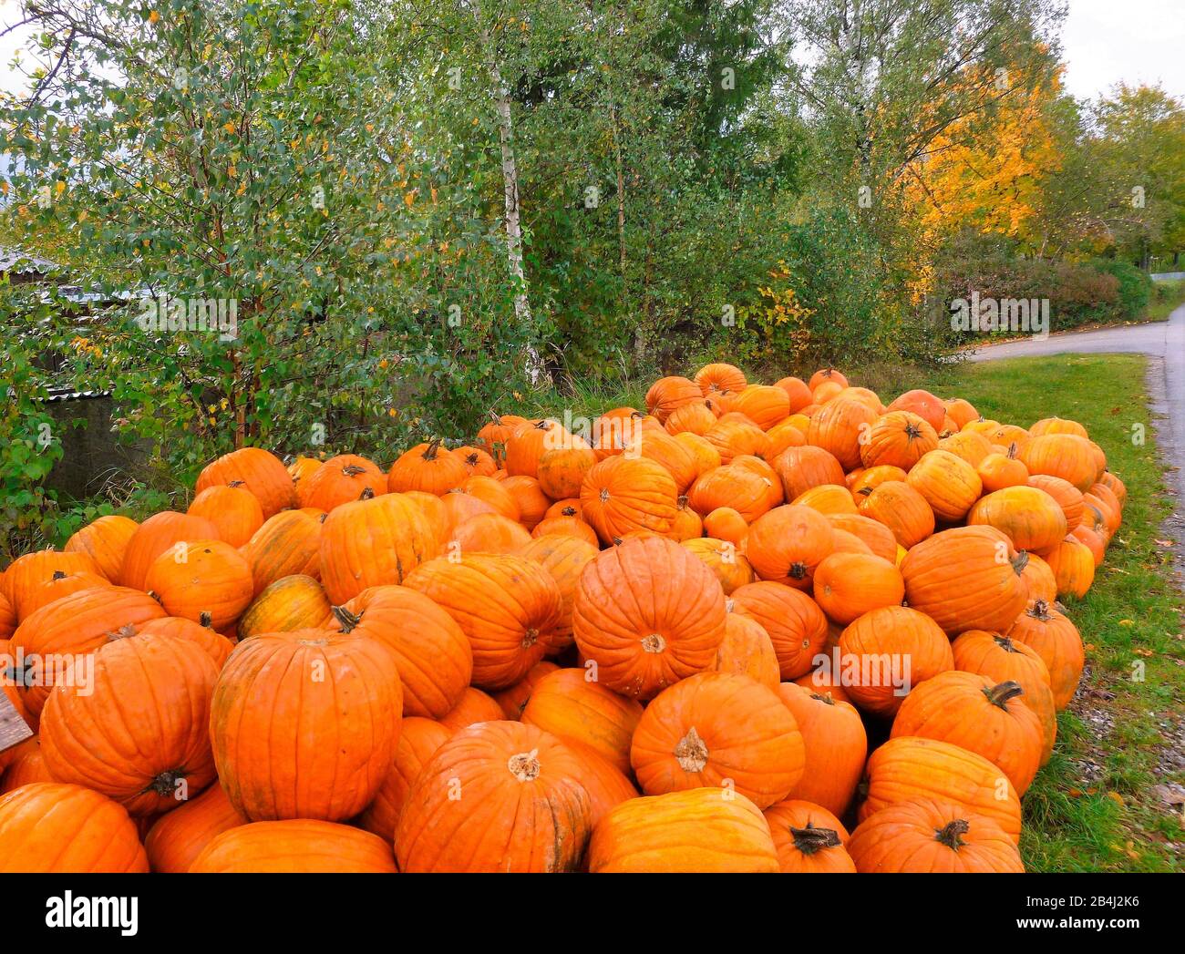 Germania, Baviera, Germering, Pumpkin Sale, Autunno Foto Stock