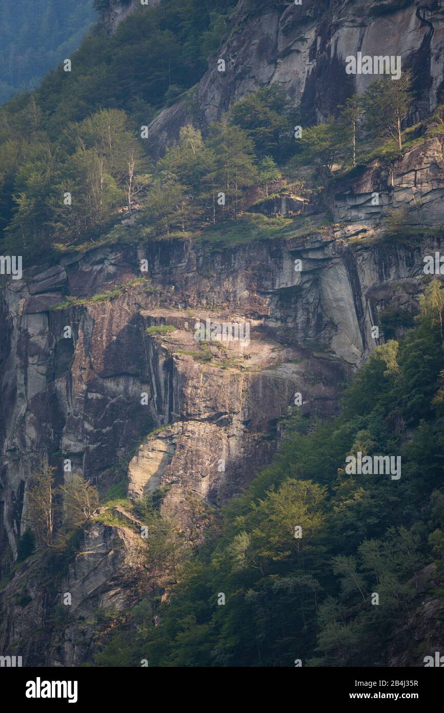 Europa, Schweiz, Tessin, Foroglio. Gebirgshang im Bavonatal in der Nähe des Calnègia-Wasserfalls. Foto Stock