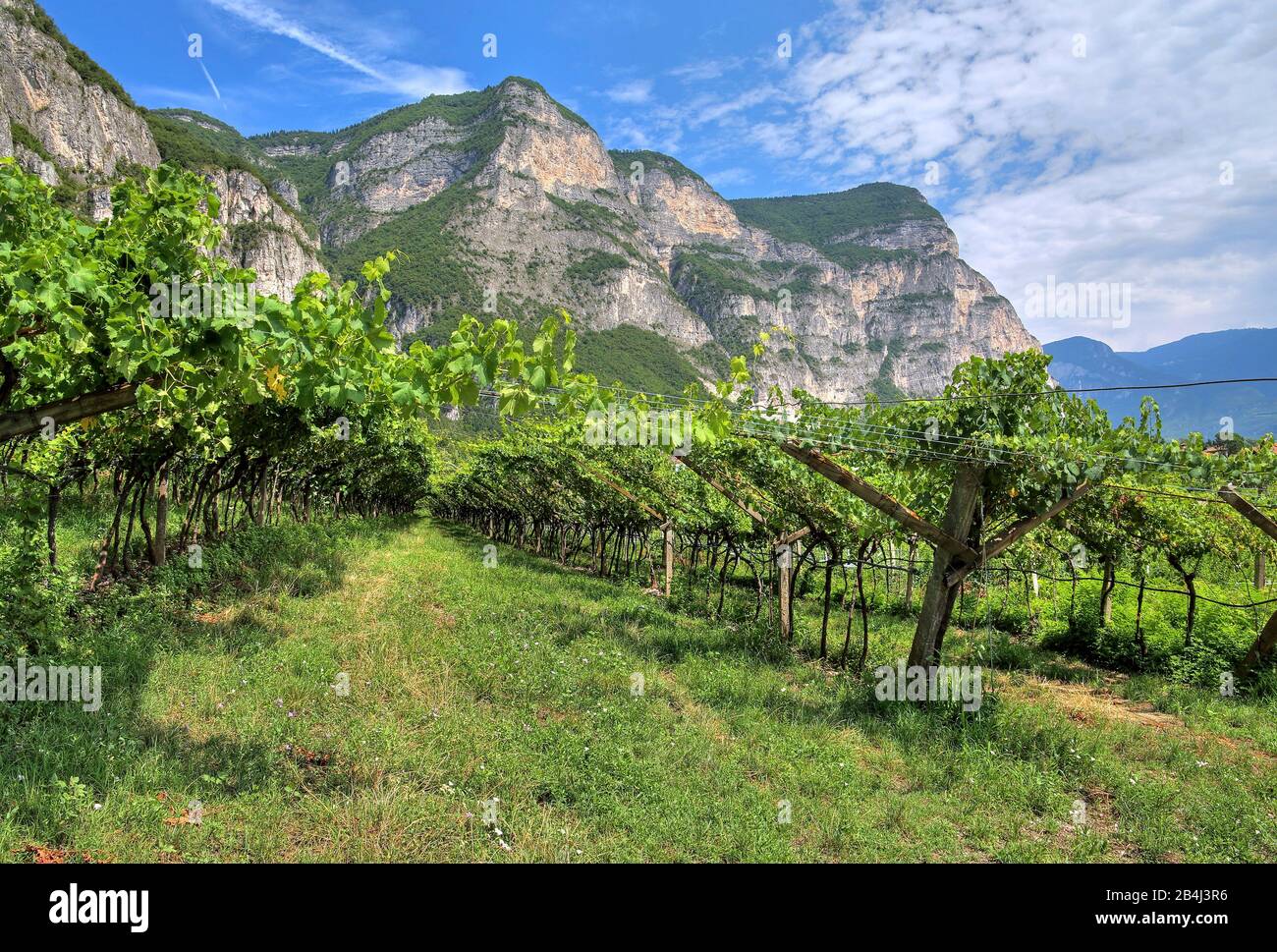 Vigneti sotto ripide scogliere sulla strada del vino trentino nella Valle dell'Adige, nei pressi di Rovere della Luna, Trentino, Alto Adige, Italia Foto Stock