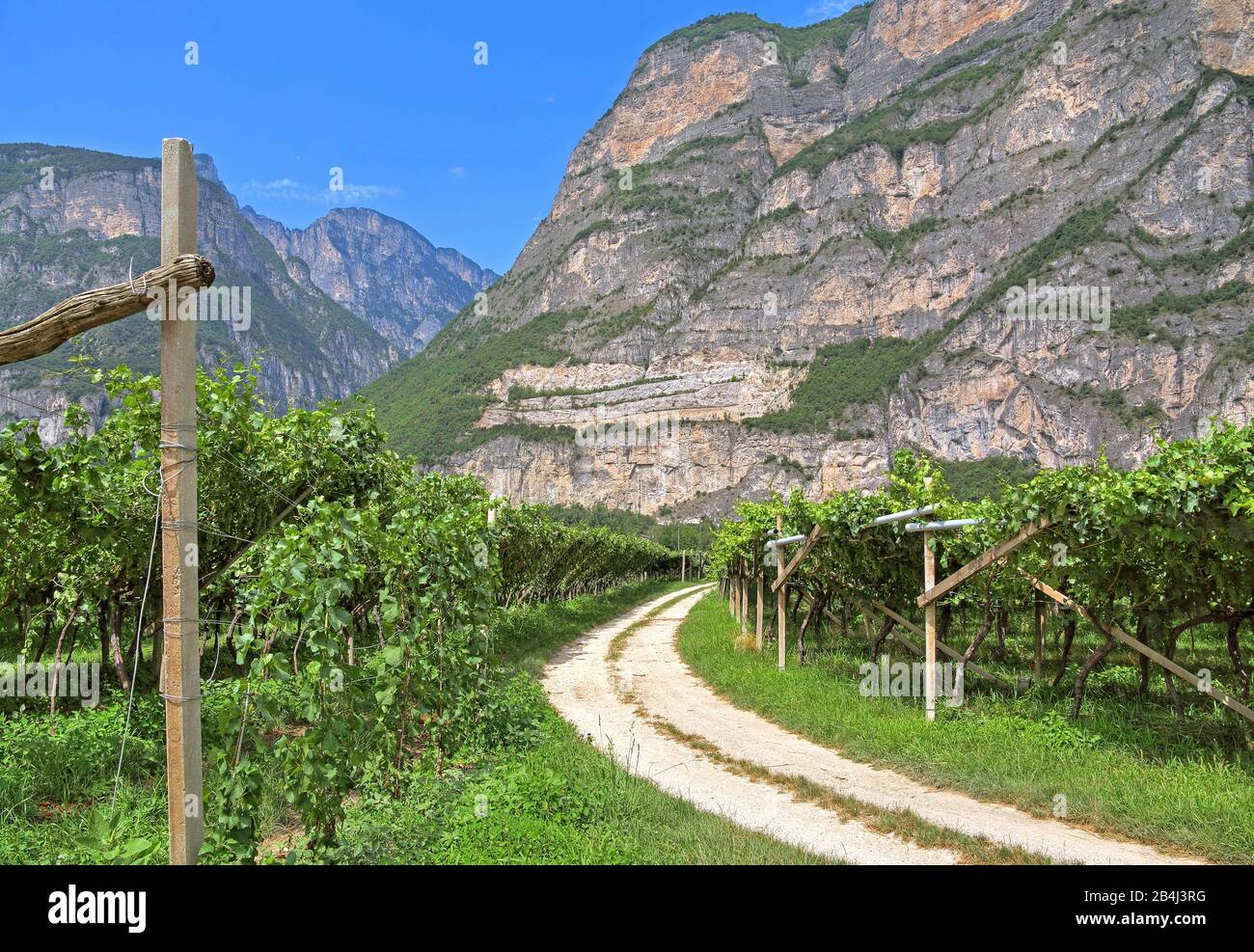 Vigneti sotto ripide scogliere sulla strada del vino trentino nella Valle dell'Adige, nei pressi di Rovere della Luna, Trentino, Alto Adige, Italia Foto Stock