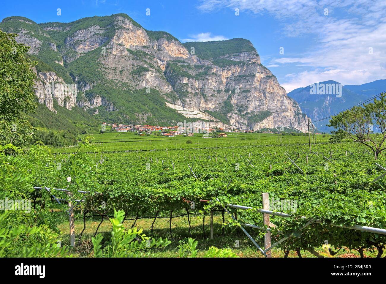 Vigneti sotto ripide scogliere sulla strada del vino trentino nella Valle dell'Adige, nei pressi di Rovere della Luna, Trentino, Alto Adige, Italia Foto Stock