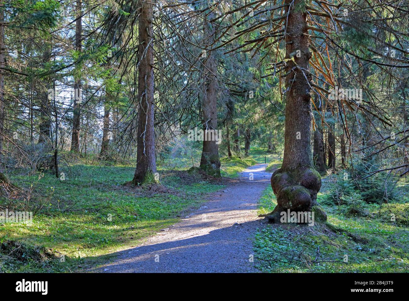 I filosofi camminano attraverso la foresta di conifere a Farchant, Loisachtal, Werdenfelser Land, Zugspitzland, alta Baviera, Baviera, Germania Foto Stock
