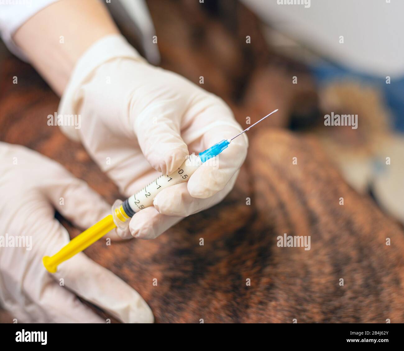 vet dà un'iniezione ad un cane malato. il medico che contiene una siringa con il medicinale ambulanze veterinarie. trattamento vaccinazione animale primo piano. Foto Stock