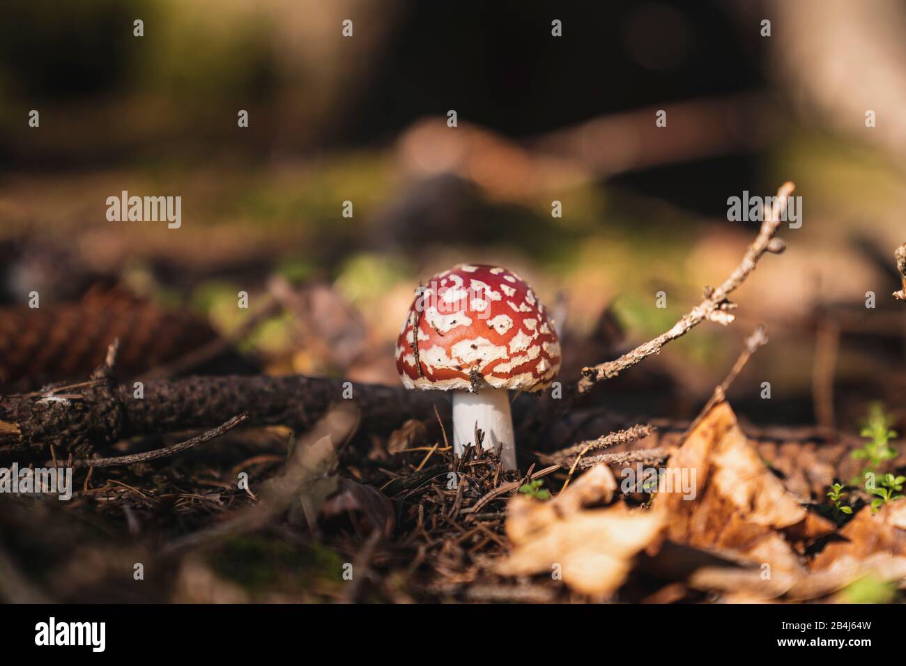 Volare agarico, Amanita muscaria, rosso, foresta, Germania, Europa Foto Stock