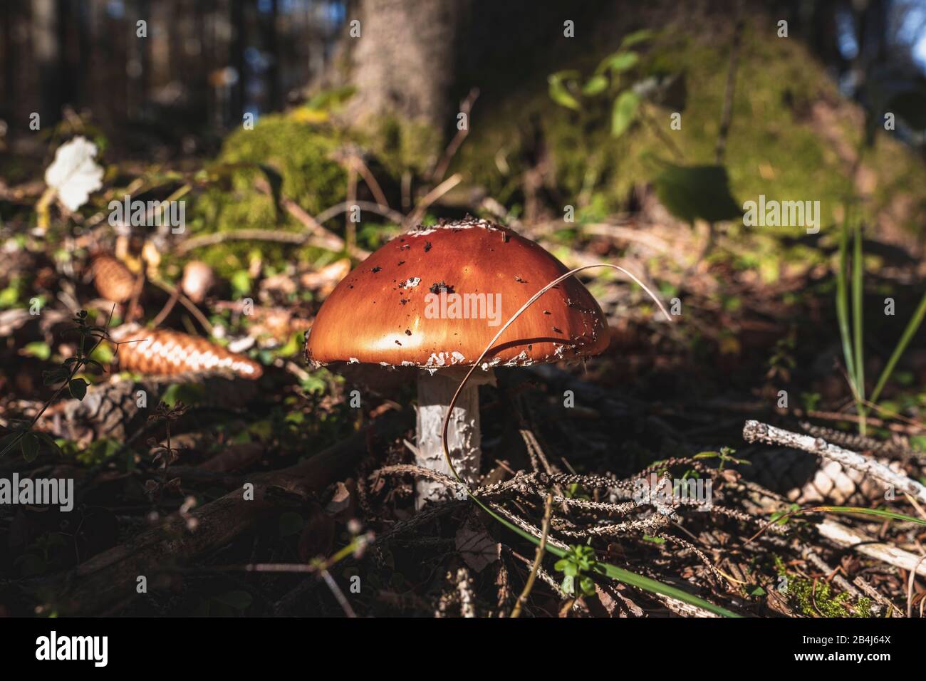 Volare agarico, Amanita muscaria, rosso, foresta, Germania, Europa Foto Stock