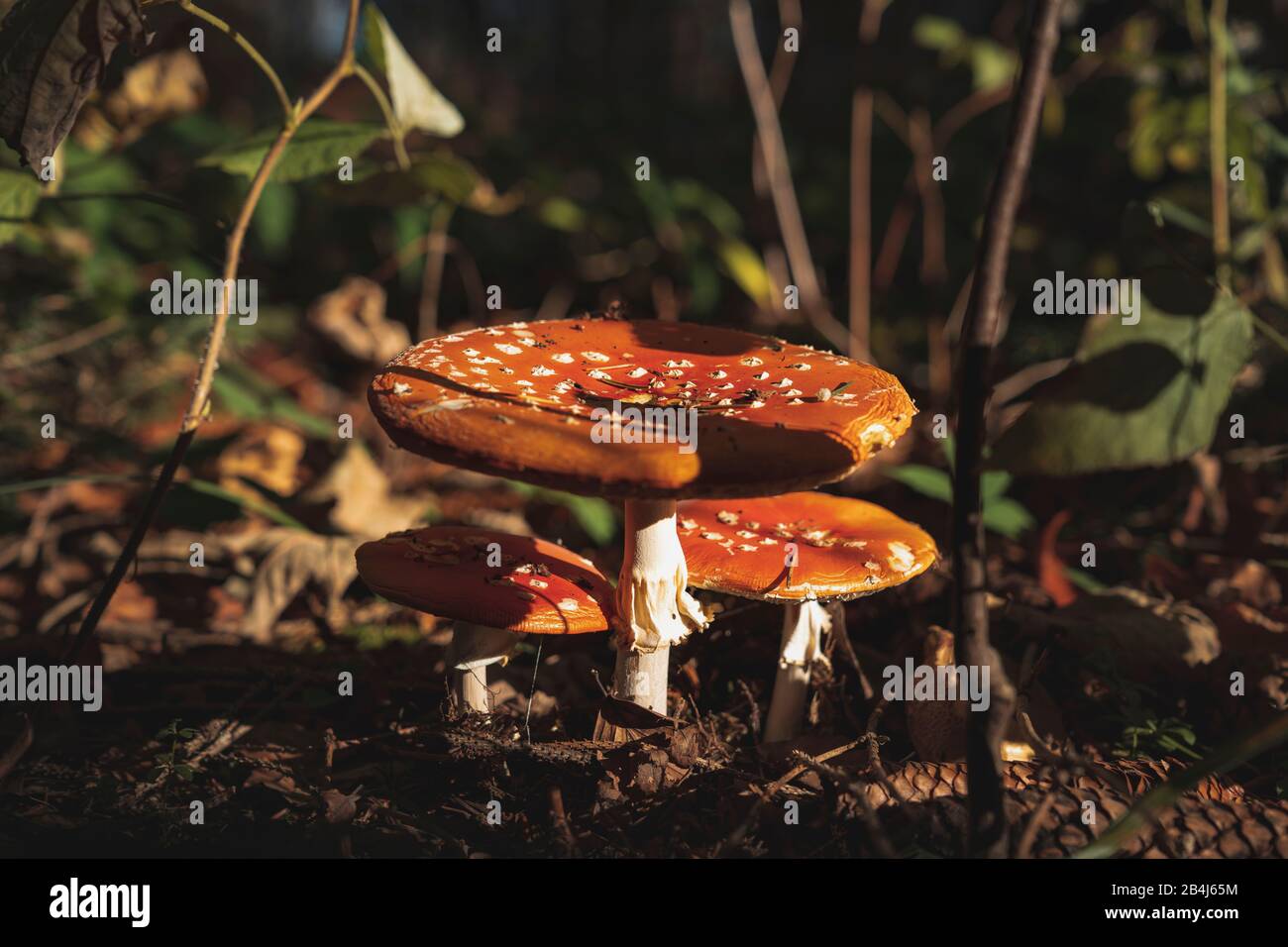 Volare agarico, Amanita muscaria, rosso, foresta, Germania, Europa Foto Stock